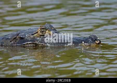 Caïman à lunettes (Caiman crocodilus), Pantanal, Brésil Banque D'Images