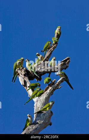 Perruche moine (Myiopsitta monachus), Pantanal, Brésil Banque D'Images