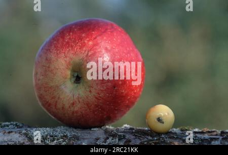 Pommier (malus domestica) et pomme de crabe, pomme, pommes, pommier, pomme cultivée, malus, pommes, rabats, pommier Banque D'Images