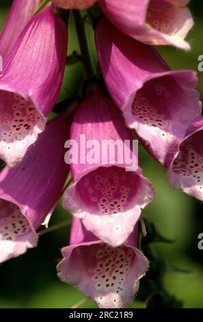Gros plan du gant de foxglove (digitalis purpurea) Banque D'Images