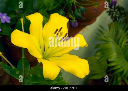 Fleur de lys de Pâques (Lilium longiflorum) dans le parc Nehru Kothagiri Kotagiri, Nilgiris, Tamil Nadu, Inde du Sud, Inde, Asie. Jaune Banque D'Images