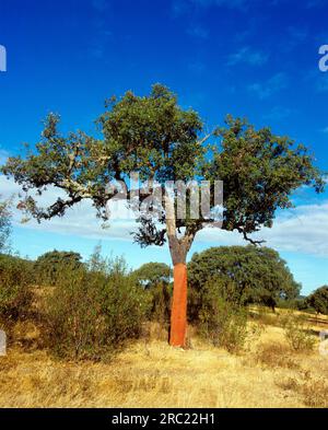 Chêne-liège (Quercus suber), chêne Banque D'Images