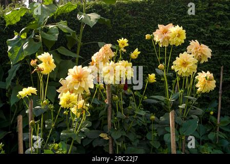 Fleurs (Dahlia) jardin botanique du gouvernement (1847) posé par le marquis de Tweeddale à Ooty Udhagamandalam, Nilgiris, Tamil Nadu, Inde du Sud Banque D'Images