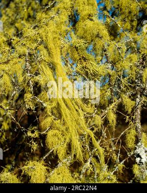 Lichen barbu (Usnea barbata) Banque D'Images