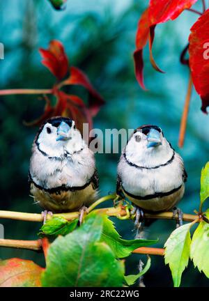 Finlandais à deux barreaux (Stizoptera bichenovii) Banque D'Images