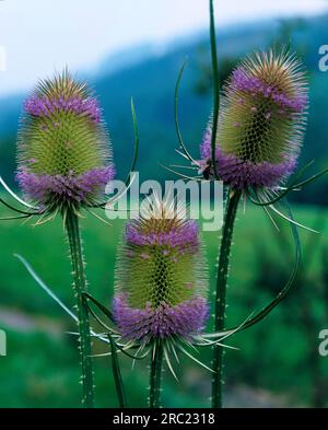 Thé à la carte (Dipsacus sylvestris) (Dipsacus silvestris) (Dipsacus fullonum) Banque D'Images