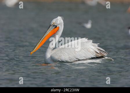 Pélican dalmate (Pelecanus crispus), Grèce, côté Banque D'Images