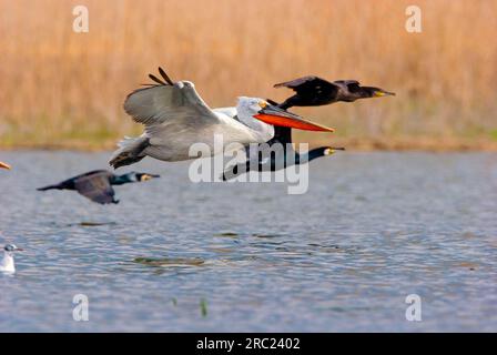 Cormorans et pélican dalmate (Pelecanus crispus), Grèce (Phalacrocorax carbo) Banque D'Images