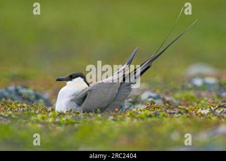 Skua à longue queue (Stercorarius longicaudus) au nid, péninsule de Varanger, Norvège Banque D'Images