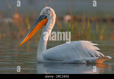 Pélican dalmate (Pelecanus crispus), Grèce, côté Banque D'Images