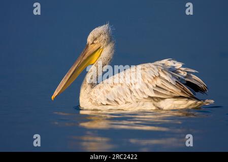 Pélican dalmate (Pelecanus crispus), Grèce, côté Banque D'Images