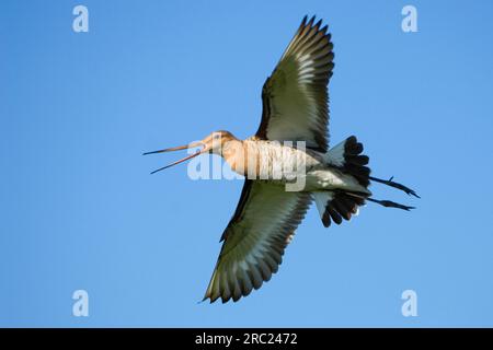 Godwit à queue noire (Limosa limosa) librement sélectionnable, Balzflug, Texel, pays-Bas Banque D'Images