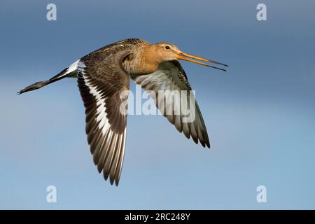 Godwit à queue noire (Limosa limosa) , exemptable, vol d'accouplement, Texel, pays-Bas Banque D'Images