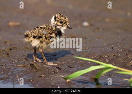 Poussins de vanneau du Nord (Vanellus vanellus), Basse-Saxe, Allemagne Banque D'Images