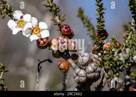 Arbre à thé australien en fleur Banque D'Images