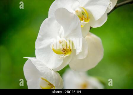 La beauté douce et délicate d'une orchidée Phalaenopsis blanche. Mise au point sélective sur le Labelle maculé jaune central, ou lèvre. Banque D'Images