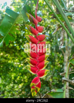 La spectaculaire Heliconia rostrata, communément appelée griffe de homard suspendue, héliconia en queue de poisson ou faux oiseau de paradis, est une perennia herbacée Banque D'Images