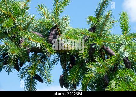 Aiguilles, en gros plan, cônes, Picea omorika 'pendula bruns' Banque D'Images