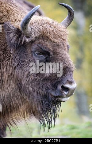 European Bison [ Bison bonasus ] dans le parc animalier Highland Banque D'Images