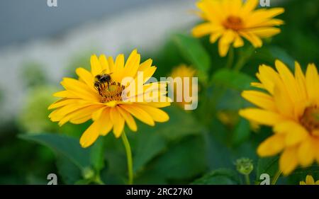 Petite abeille sur une fleur jaune. Mignonne abeille de miel pollinise les fleurs dans le jardin. Banque D'Images