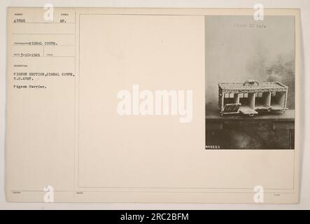 Image d'une section de pigeons aux États-Unis Le corps des signaux de l'armée pendant la première Guerre mondiale. Il dispose d'un porte-pigeons portant le numéro d'identification 45520. Photographie prise par le signal corps et reçue le 10 mars 1921. Le transporteur porte le symbole « C au ». Plaque 12 p.s. Banque D'Images