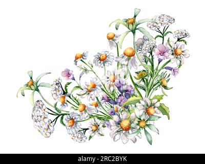 Composition de camomille, yarrow, trois lobes Begartick plantes médicinales illustration aquarelle isolée sur blanc. Fleur violette et jaune dessinée à la main. Banque D'Images