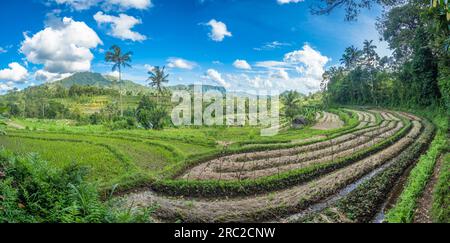 Rizières dans la vallée de Sidemen, Bali, Indonésie Banque D'Images