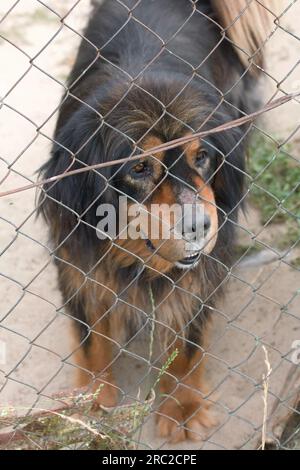 Mastiff tibétain dans une volière. Contactez zoo. Banque D'Images