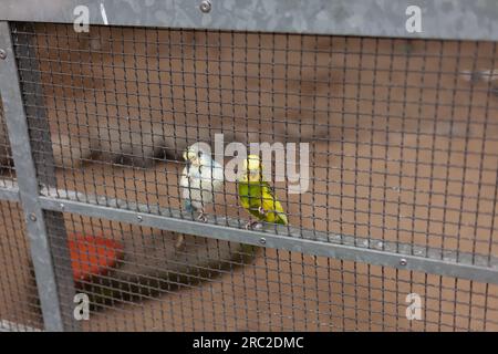 Deux budgerigars dans une cage dans un refuge pour animaux. Banque D'Images