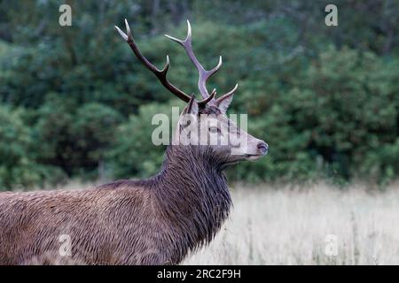 Cerf rouge [Cervus elaphus] dans un champ herbeux Banque D'Images