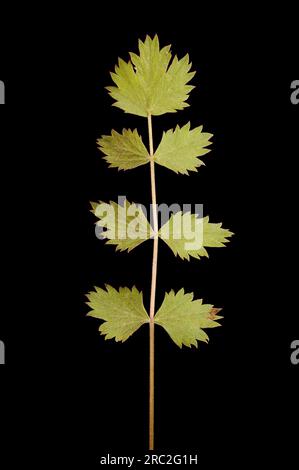 Burnet-saxifrage (Pimpinella saxifraga).gros plan de la feuille basale Banque D'Images