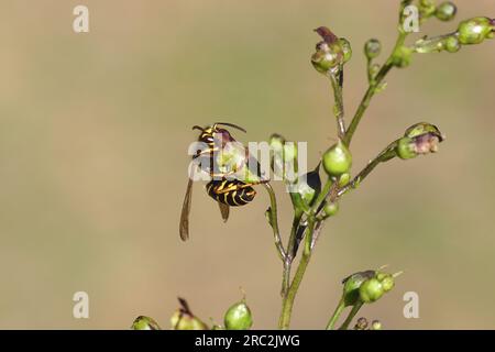 Guêpe médiane (Dolichovespula media) de la famille des guêpes sociales Vespidae. Femme, travailleuse. Sur la figwort commune (Scrophularia nodosa), famille de figwort Banque D'Images