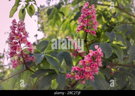 Gros plan de belles fleurs de châtaignier rouge (Aesculus) fleurissant sur l'arbre. Banque D'Images