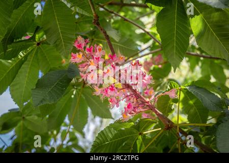 Gros plan de belles fleurs de châtaignier rouge (Aesculus) fleurissant sur l'arbre. Banque D'Images
