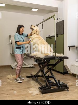 Tondeuse femelle brossant le chien mignon Golden retriever Banque D'Images