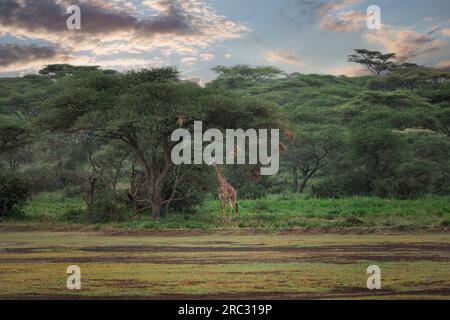 Sauvage majestueuse grande girafe Massaï dans la brousse dans le parc national du Serengeti, Tanzanie, Afrique Banque D'Images