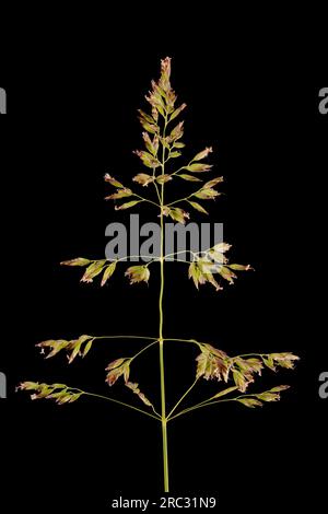Prairie lisse (Poa pratensis). Inflorescence en gros plan Banque D'Images