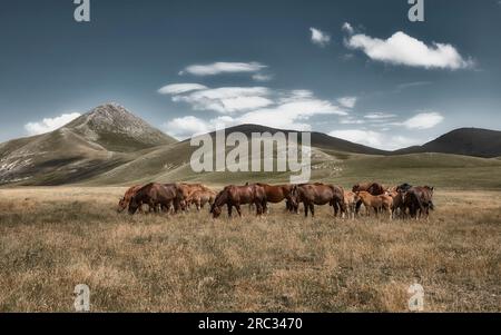 Chevaux sur un plateau et montagnes en arrière-plan Banque D'Images