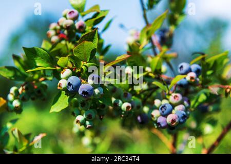 Plante de myrtille américaine avec des fruits mûrs et des feuilles verdoyantes sur la branche végétalisant dans le jardin à la lumière du soleil Banque D'Images