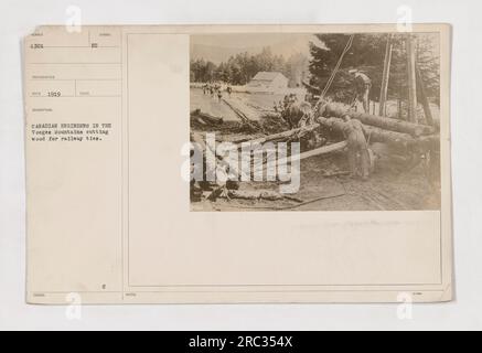 Des ingénieurs canadiens dans les Vosges ramassent du bois qui sera utilisé pour les traverses de chemin de fer pendant la première Guerre mondiale. Photographie prise en 1919. Banque D'Images