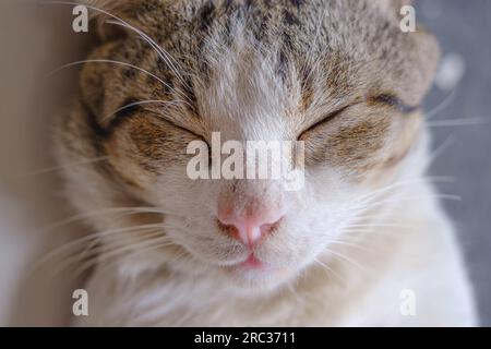 Gros plan et mise au point sélective du visage d'un chat pendant son sommeil Banque D'Images
