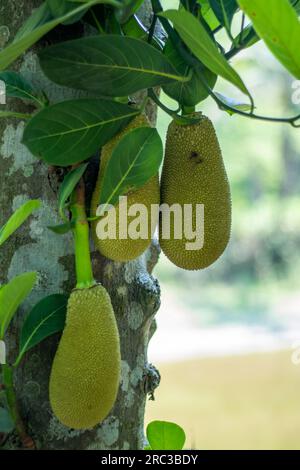 Le jackfruit est le plus grand fruit arboré au monde et le nom scientifique du jackfruit est Artocarpus heterophyllus, et il appartient à la Moracée Banque D'Images