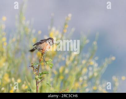 Stonechat avec papillon dans son bec Banque D'Images