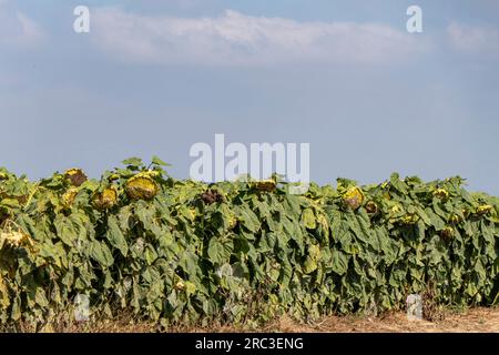 Champ agricole de tournesols mûrs. Têtes de tournesol avec grosses graines blanches gros plan. Israël Banque D'Images