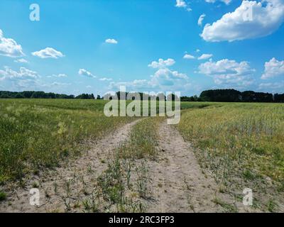 Bandes verticales de parcelles agricoles de différentes cultures. Vue aérienne prise de vue à partir d'un drone directement au-dessus du champ Banque D'Images