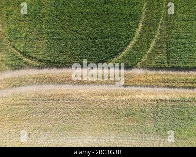 Bandes verticales de parcelles agricoles de différentes cultures. Vue aérienne prise de vue à partir d'un drone directement au-dessus du champ Banque D'Images