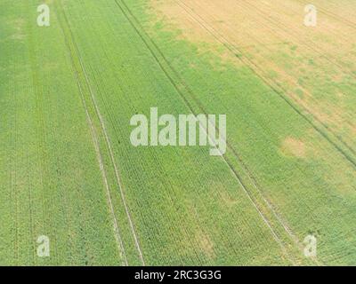 Bandes verticales de parcelles agricoles de différentes cultures. Vue aérienne prise de vue à partir d'un drone directement au-dessus du champ Banque D'Images