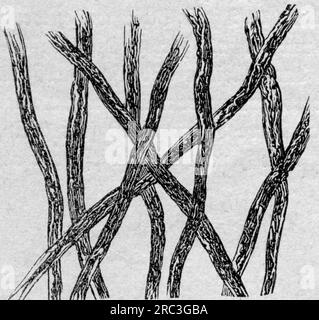 industrie, industrie de l'armement, coton de pistolet, vue microscopique, gravure sur bois, Fin du 19e siècle, LE DROIT D'AUTEUR DE L'ARTISTE N'A PAS À ÊTRE EFFACÉ Banque D'Images