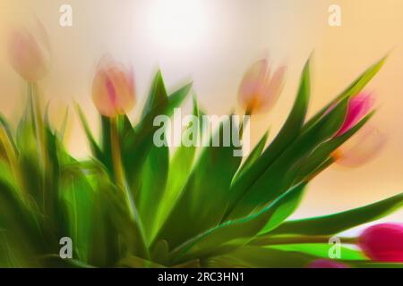ART PHOTOGRAPHIQUE CONTEMPORAIN : tulipes d'Amsterdam Banque D'Images