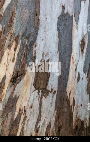 Texture de l'écorce d'arbre de Platan vue détaillée de l'écorce d'arbre fond de texture naturelle. Écorce de platane. Écorce de surface tachetée d'arbre sycomore avec un motif intéressant ; photo de nature abstraite en couleur. Banque D'Images